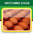 Hatching Eggs