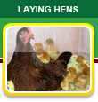 Laying Hens